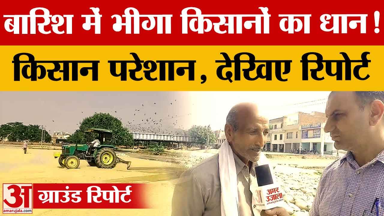 पानीपत की मंडियों में धान खरीद और उठान धीमा, बारिश से भीगी फसल