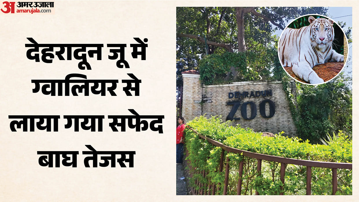 Dehradun Zoo Blue eyed white tiger Tejas brought from Gwalior to be on public display by October end