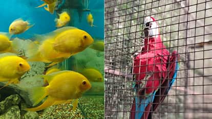Dehradun Zoo Menu prepared to beat cold birds to eat almonds deer jaggery and bears to munch on peanuts