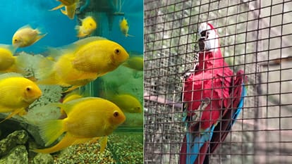 Dehradun Zoo Menu prepared to beat cold birds to eat almonds deer jaggery and bears to munch on peanuts