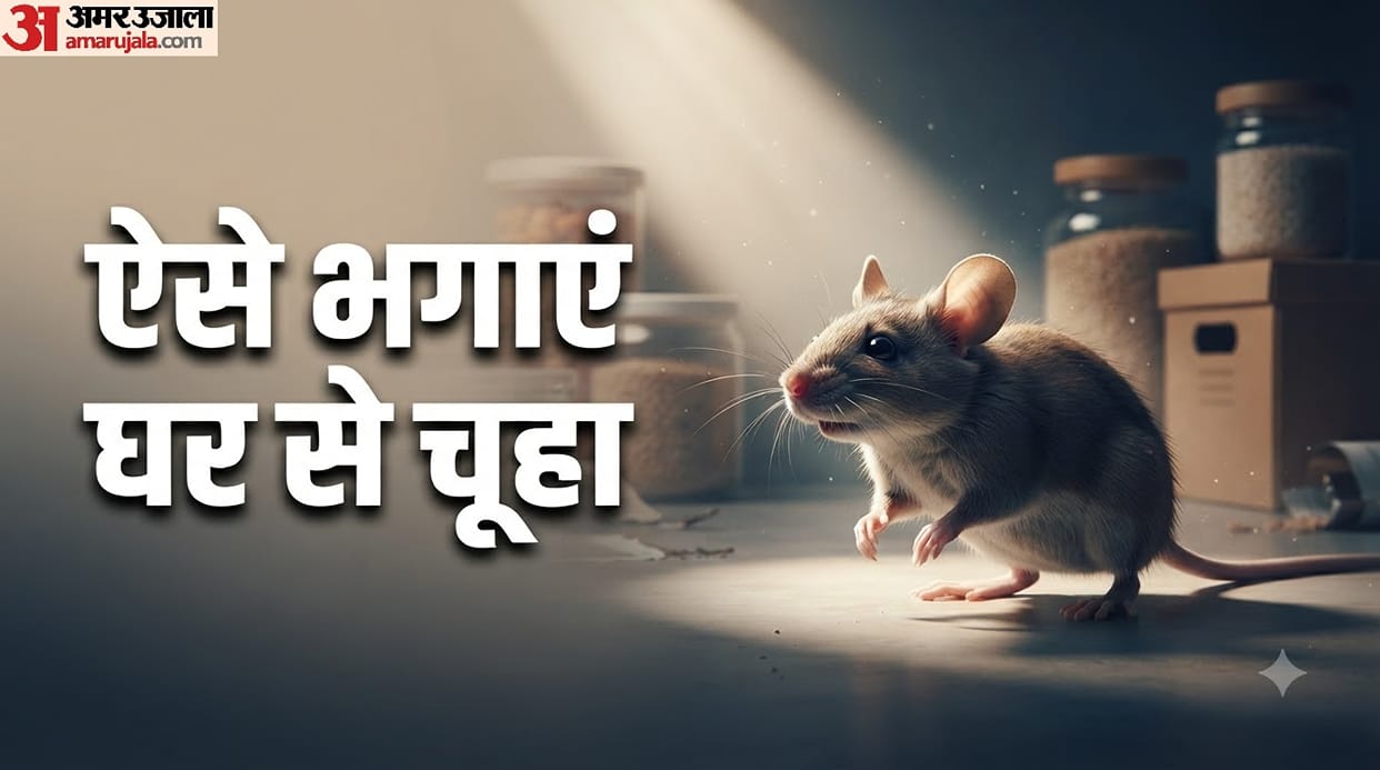 How to Get Rid of Rats at Home: Easy Home Remedies chuho ko ghar se kaise bhagyein