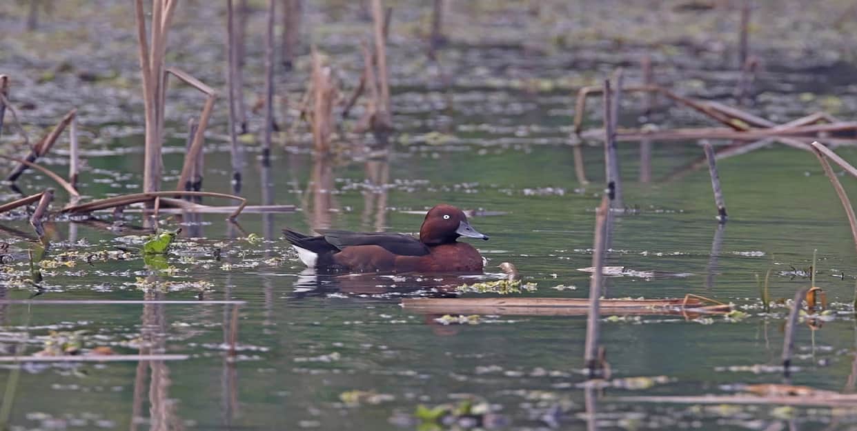 Rare migratory birds have started arriving at the Gidhva Parasada Bird Sanctuary in Bemetara