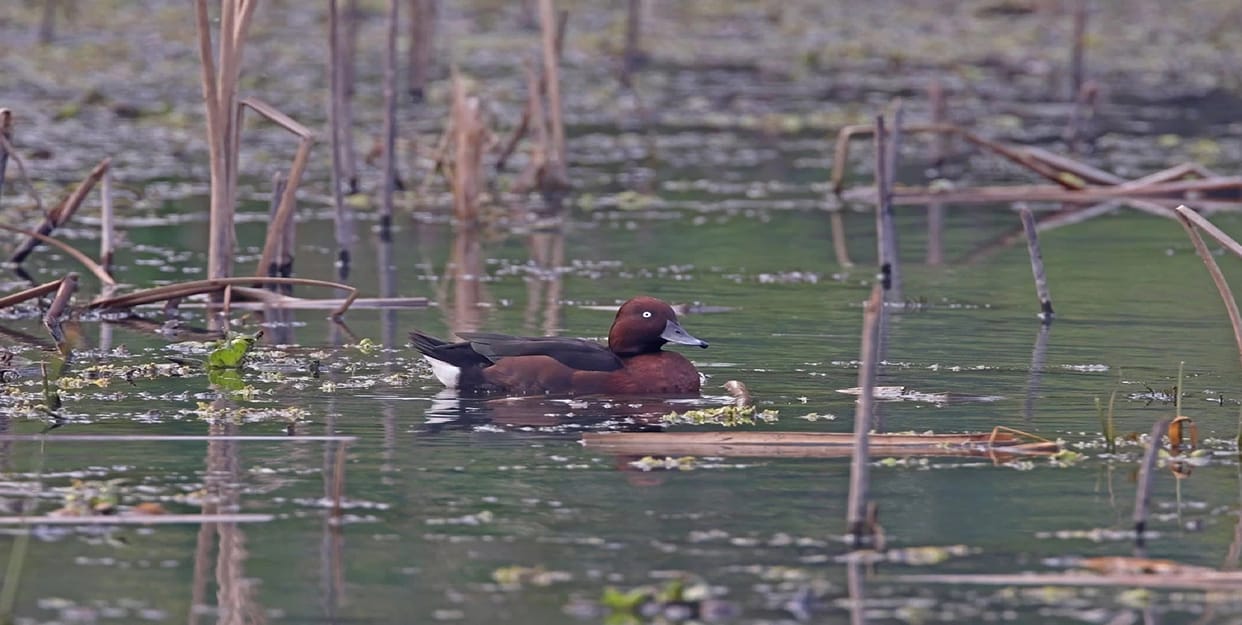 Rare migratory birds have started arriving at the Gidhva Parasada Bird Sanctuary in Bemetara
