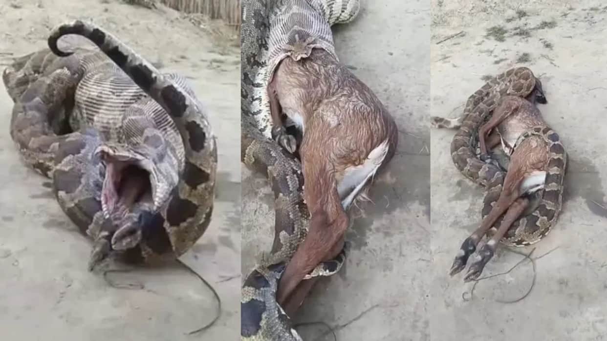 python swallows nilgai calf alive but regurgitates it video goes viral