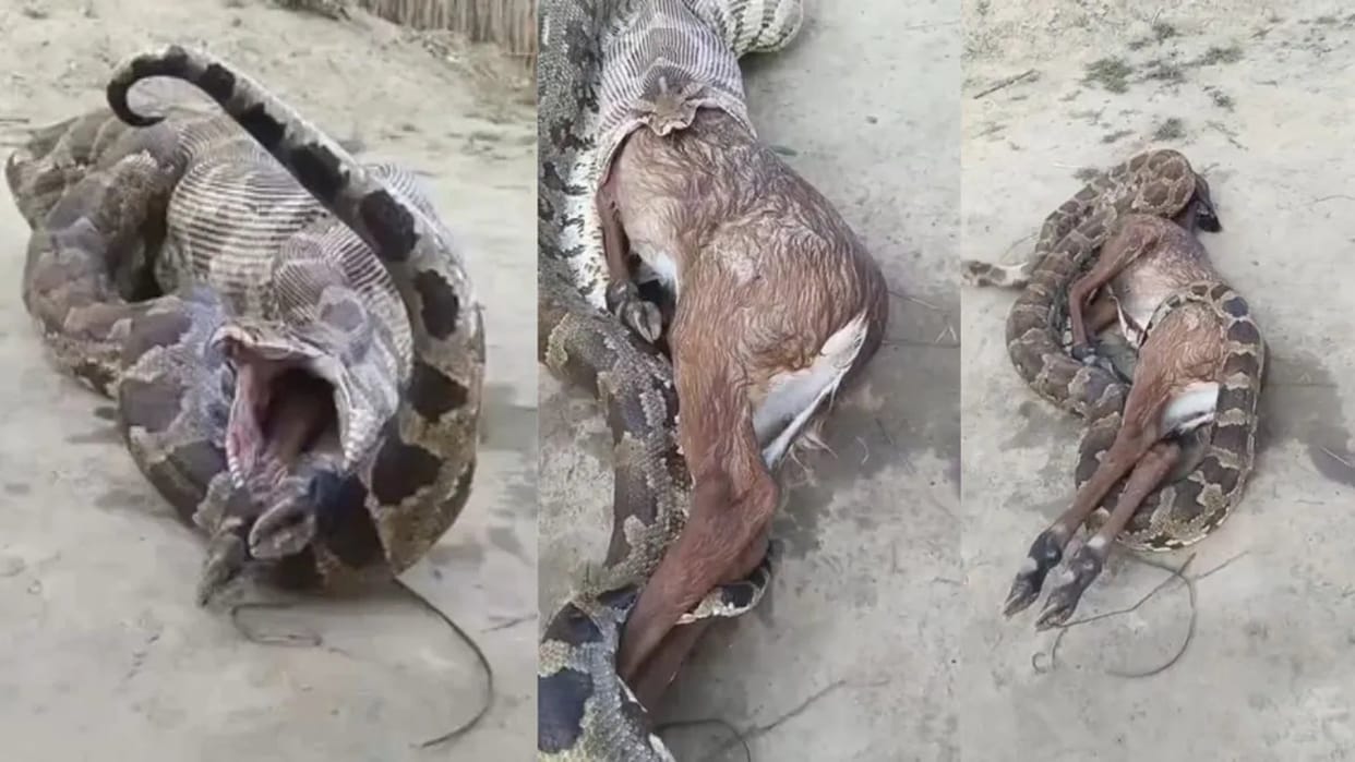 python swallows nilgai calf alive but regurgitates it video goes viral