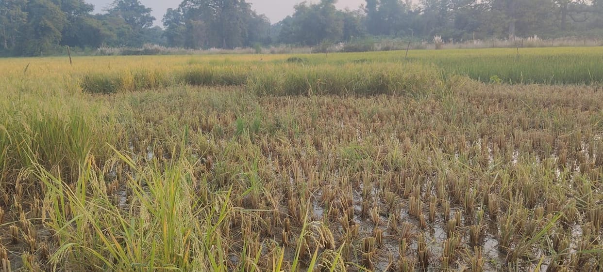 Bahraich: An elephant destroyed crops across eight bighas in Bankati