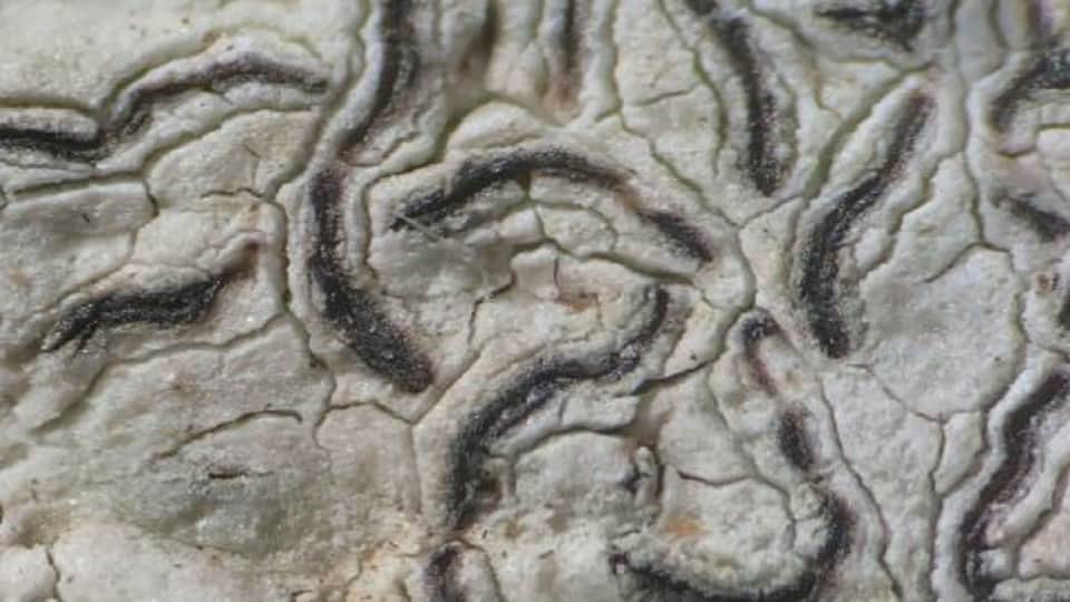 A researcher from Kumaun University discovered a new species of lichen