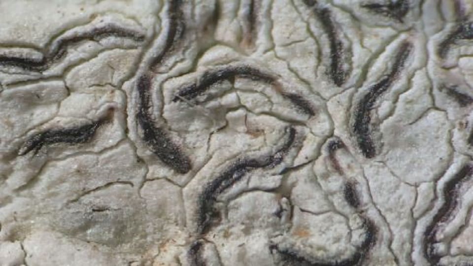 A researcher from Kumaun University discovered a new species of lichen