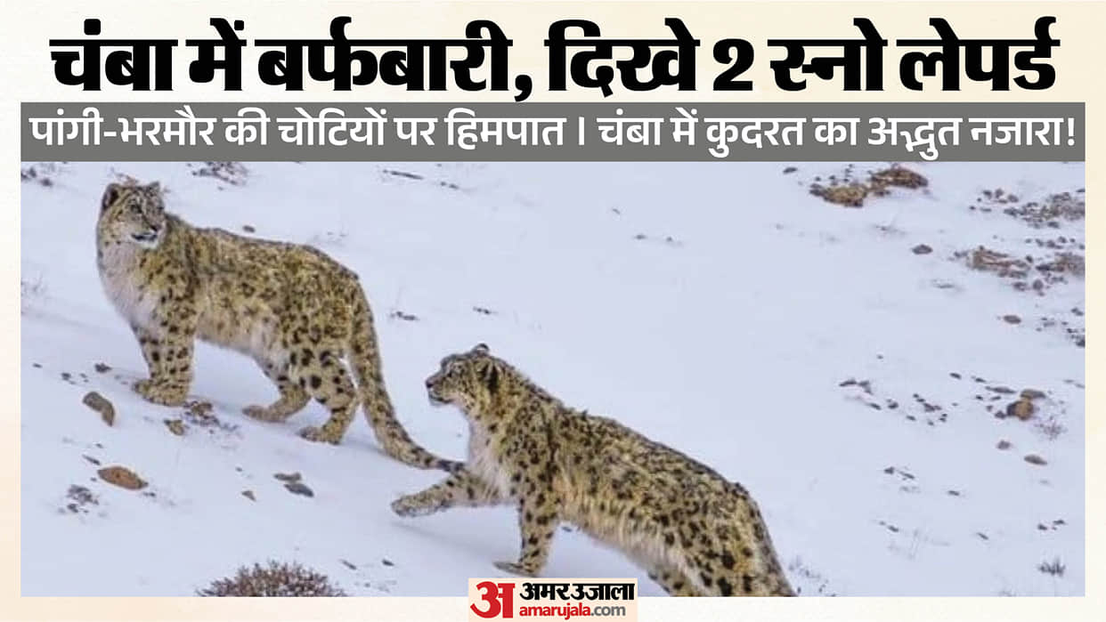 Himachal Chamba Snowfall and Snow Leopard Feature