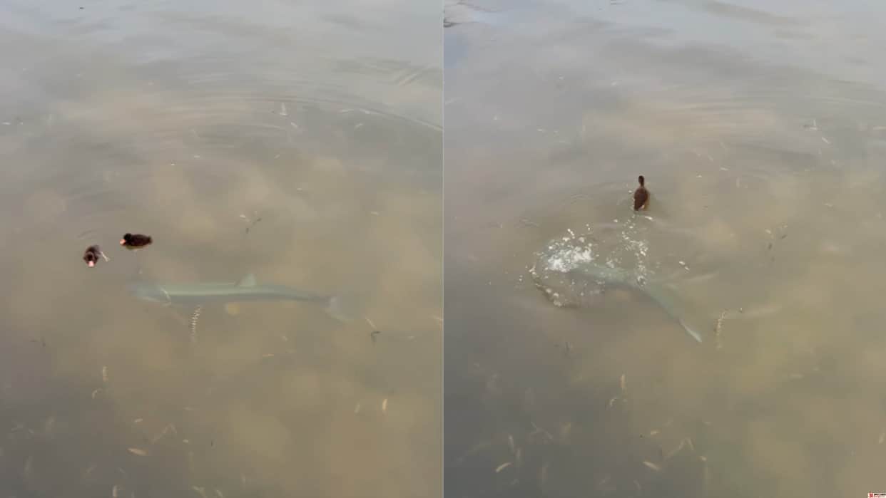 Yellowcheek Carp Attacks Duck in Water Shocking Viral Video Leaves People Stunned