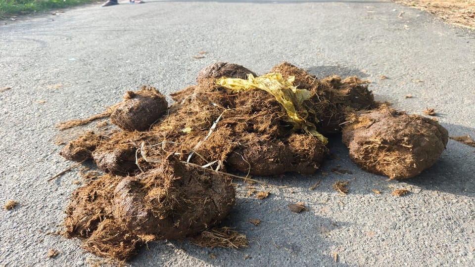 Plastic found in elephant dung in kaladhungi