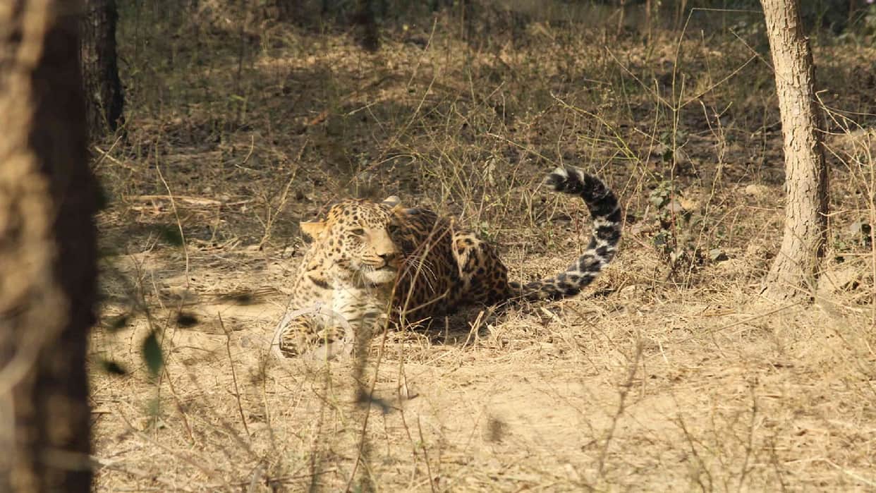 Leopard attacks seven people in two villages, seriously injured referred to district hospital