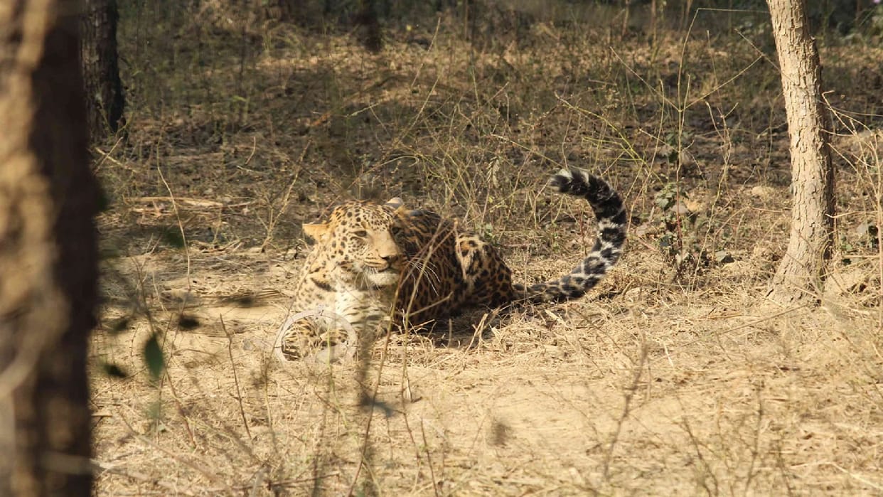 Leopard attacks seven people in two villages, seriously injured referred to district hospital