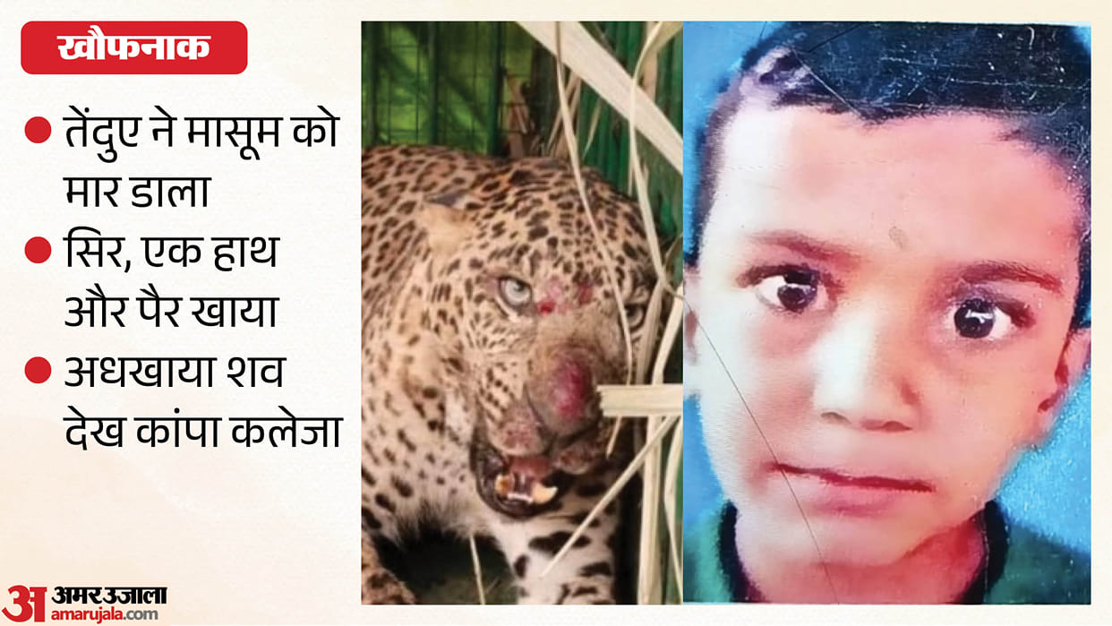 leopard attack six year old boy in lakhimpur kheri nighasan