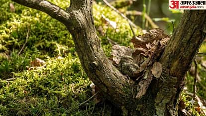 Optical Illusion IQ Test Brain Test Can You Spot bird in 5 Seconds