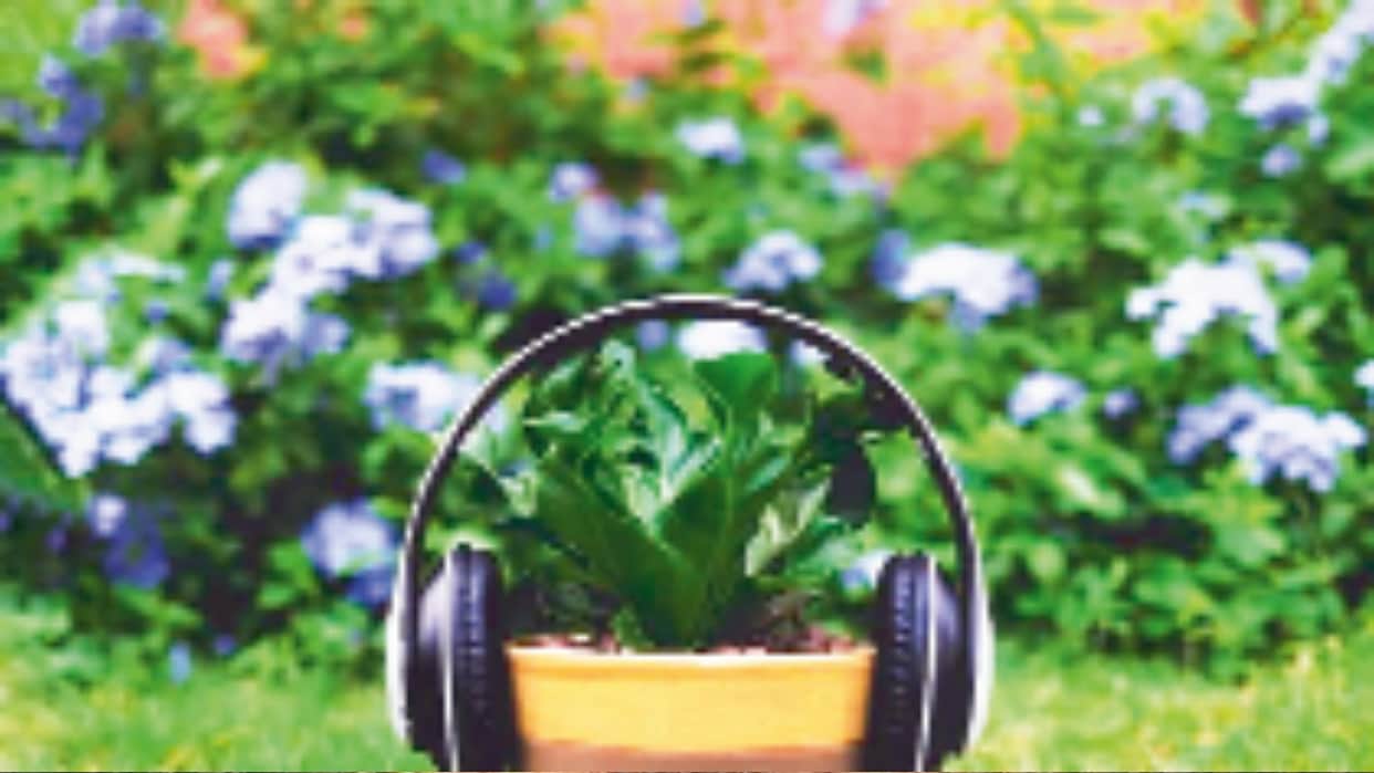 Can Plants Hear Music? What Science Says About Sound and Plant Growth