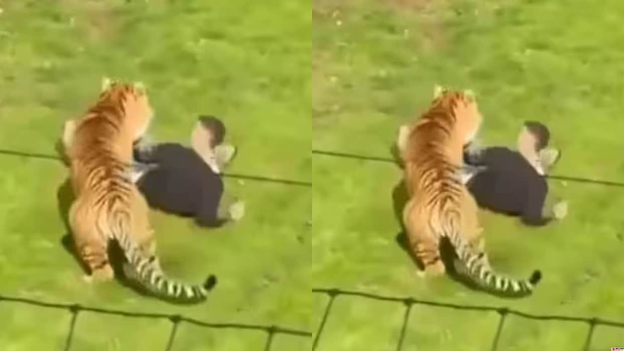 Man Dies After Entering Tiger Enclosure at Yorkshire Wildlife Park in England