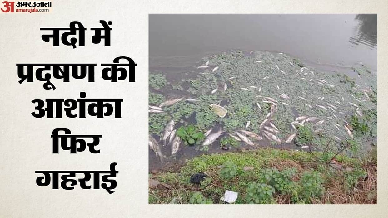 Dead fish found in Yamuna, Delhi