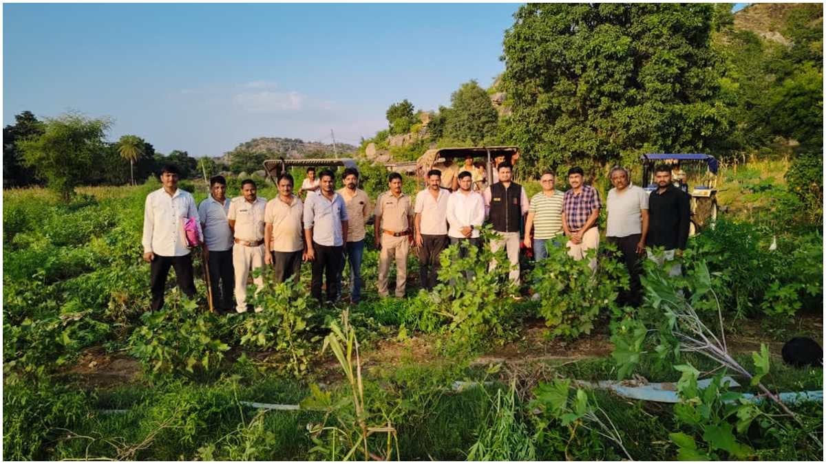 उदयपुर: 199.50 करोड़ के गांजे का खुलासा, 56 खसरा नंबरों पर उगाए गए थे 1.33 लाख पौधे; बेखबर रहा प्रशासन