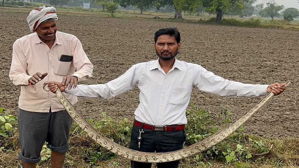 6 Feet Python Found Field Farmers