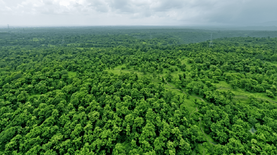 indore-high-court-stays-choral-forest-tree-felling-railway-track-news