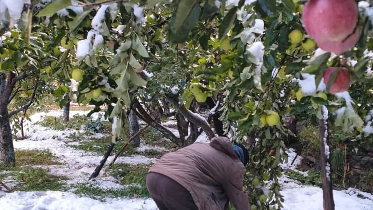 unseasonal snowfall damages apple orchards lahaul spiti