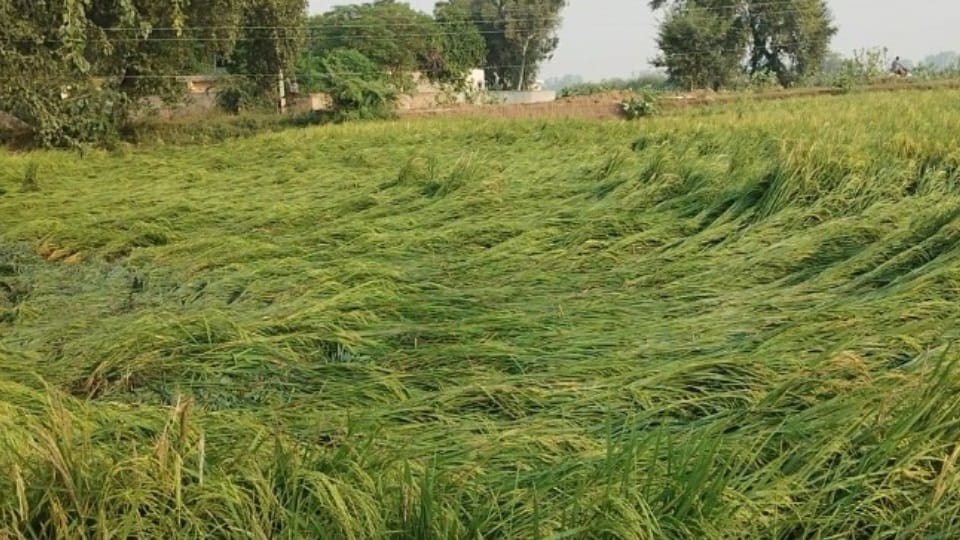 Mercury drops by five degrees in Punjab Rain and hailstorms intensify cold