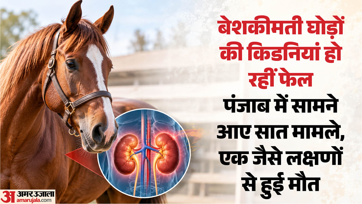 Horses worth lakhs are dying due to kidney failure High Court seeks report from Animal Husbandry Department
