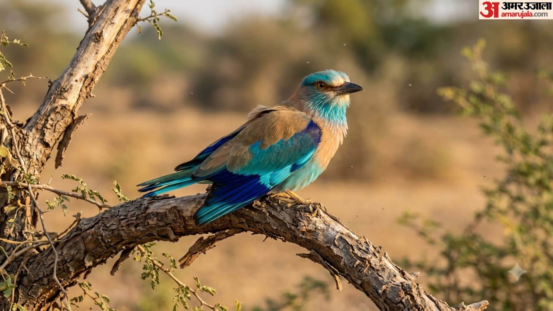 Dussehra 2026 Neelkanth Bird Sighting and Its Religious Significance on Vijayadashami