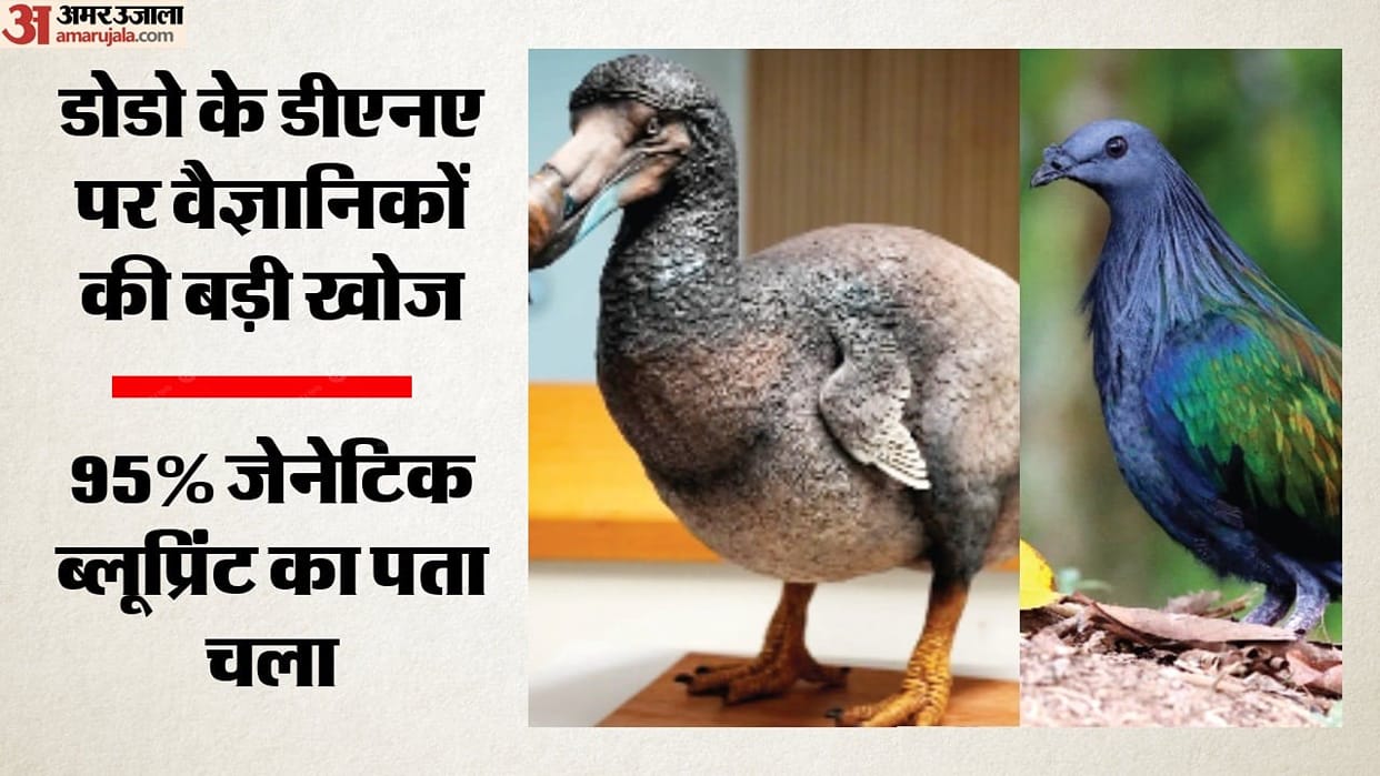 extinct dodo bird return nicobar pigeon dna genetic research