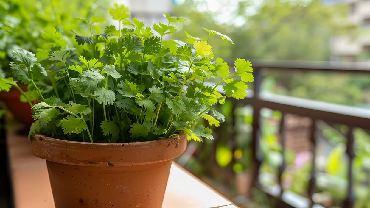 How To Grow Green Coriander in pot Gamle me hra daniya kaise ugaye