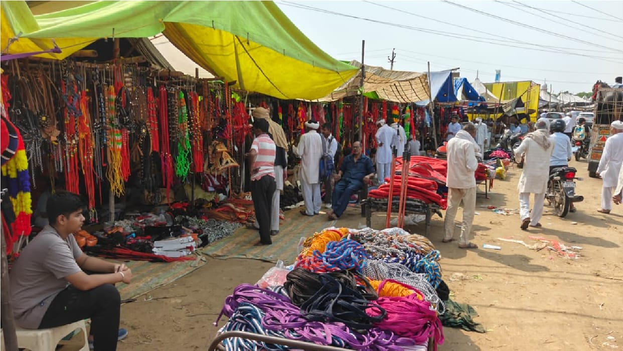 North India largest cattle fair being held in Beri of Jhajjar prices of horses on par with those of luxury car