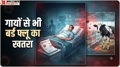 गायों से बर्ड फ्लू का खतरा
