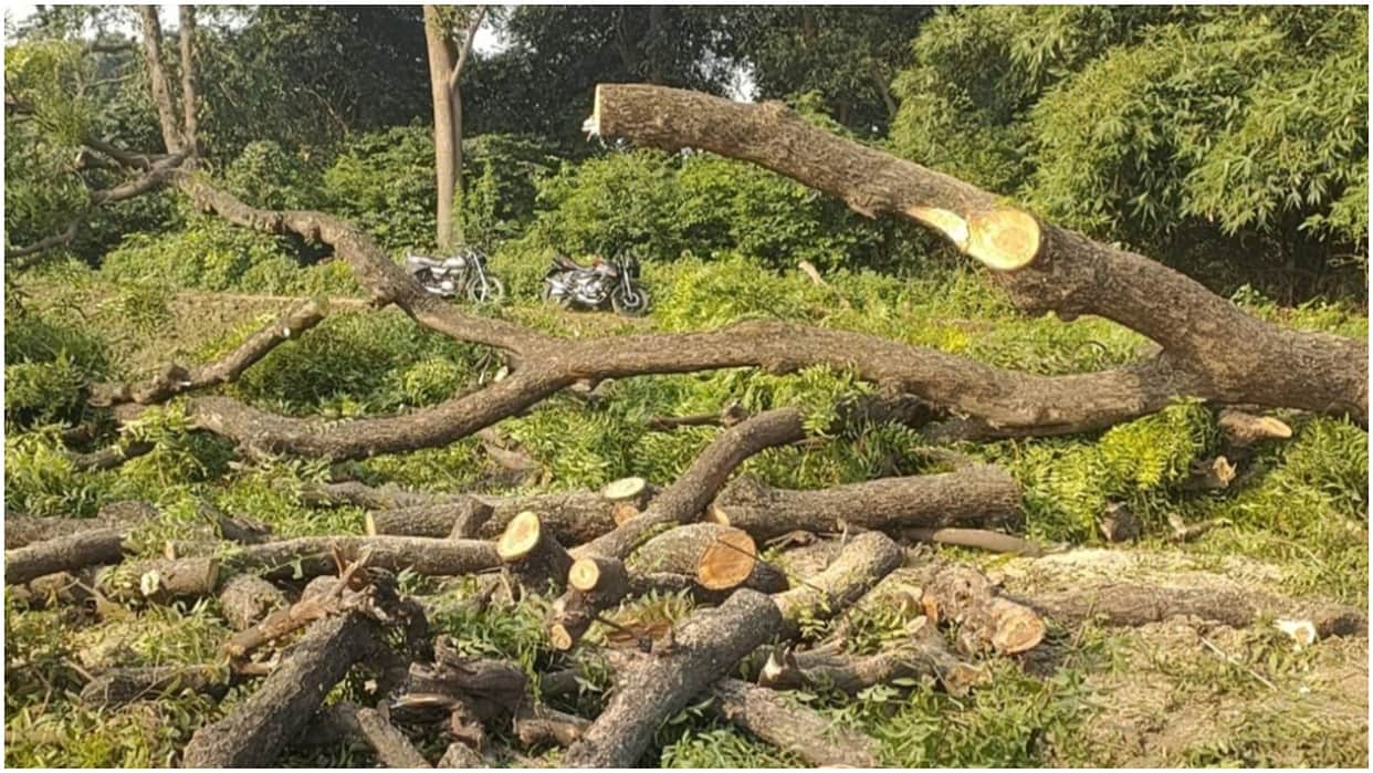 deforestation cause pandemic disease nature shocking report