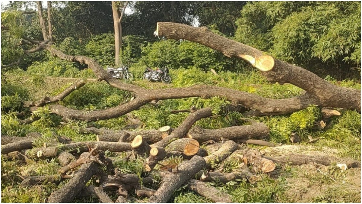 इंसानी दखल: उजड़ते जंगलों से फैल रही हैं खतरनाक बीमारियां, महामारी का खतरा
