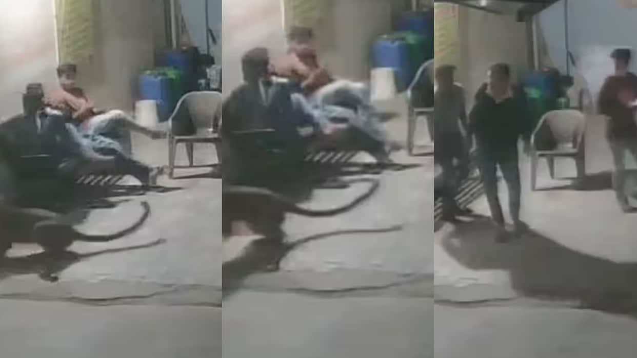 Leopard Attacked Dog In Split Of Second And Took Away In Front Of Everyone In Gujarat viral video