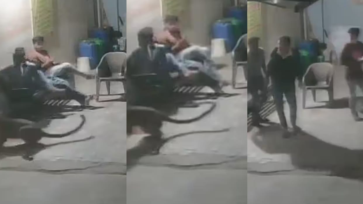 Leopard Attacked Dog In Split Of Second And Took Away In Front Of Everyone In Gujarat viral video