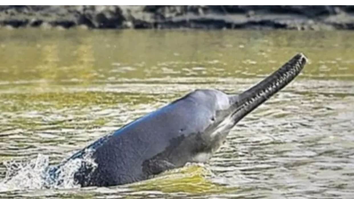 River dolphin census using modern technology begins in the Chambal; conservation efforts to be strengthened.