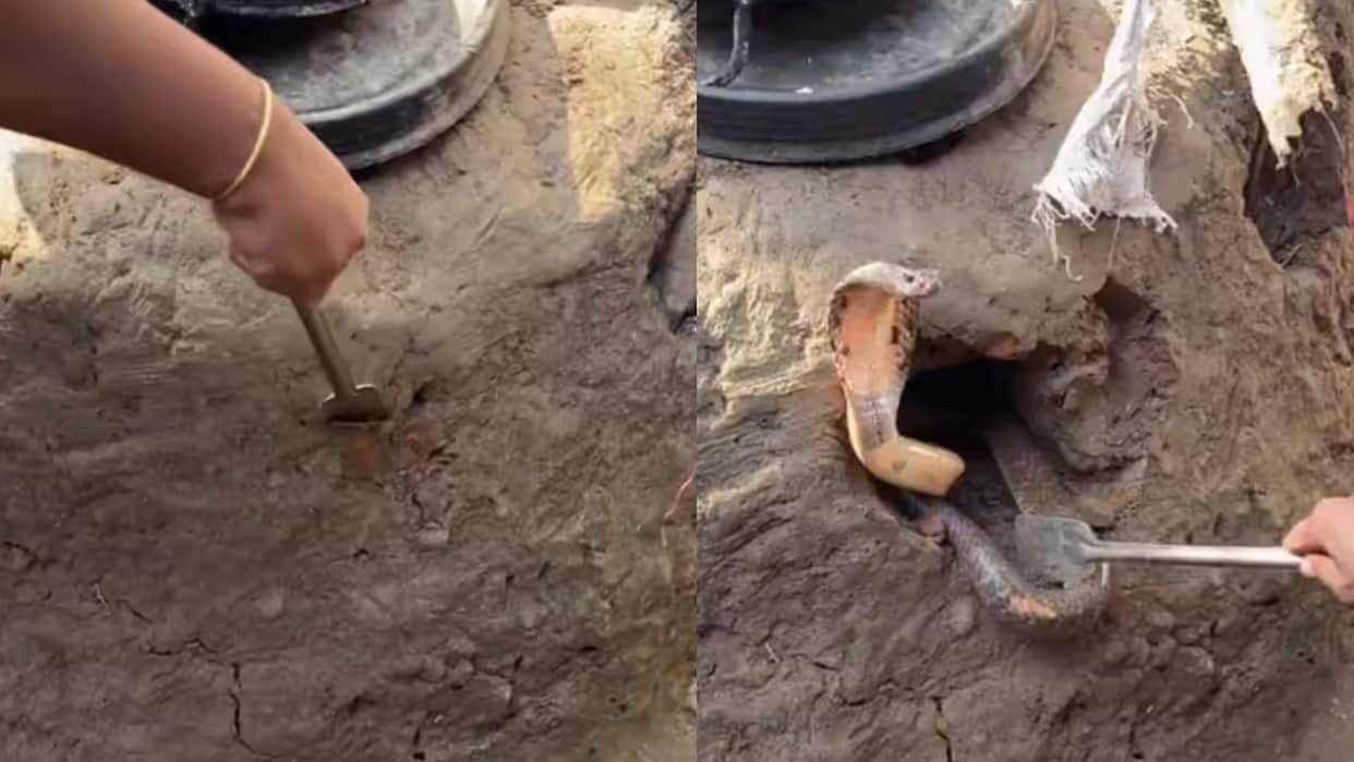 Cobra Family Hiding In Rural Mud Chulha Began To Emerge While Digging People Trembled With Fear