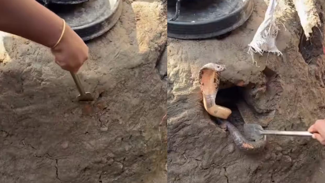 Cobra Family Hiding In Rural Mud Chulha Began To Emerge While Digging People Trembled With Fear