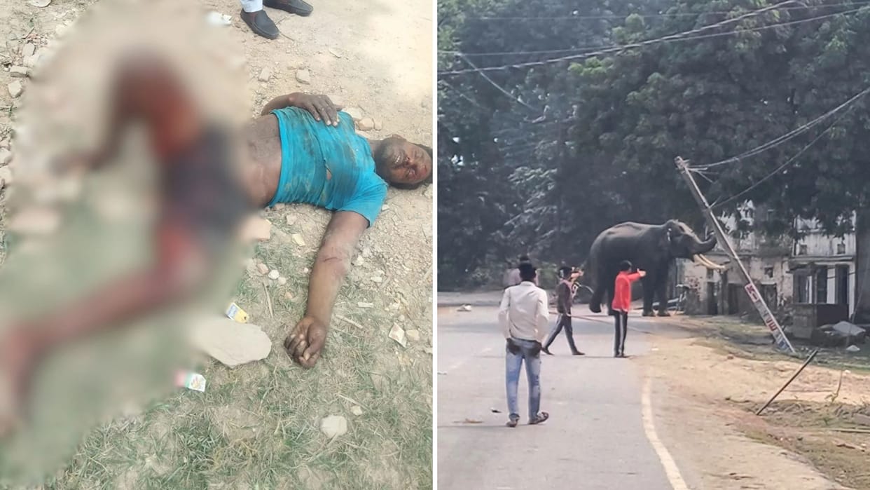 Rampaging elephant crushes mahout chest thigh arm and private parts curfew like conditions prevail
