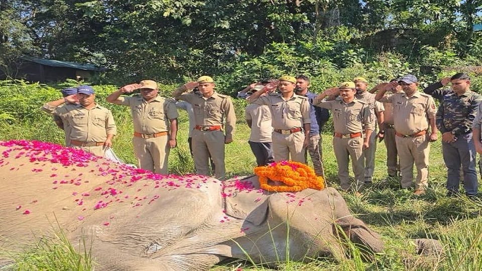 80-year-old elephant Sonakali of Corbett Tiger Reserve passes away