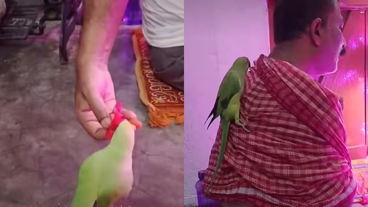 Pet Parrot Rama Joins Navratri Puja With a Flower Wins Hearts on Social Media