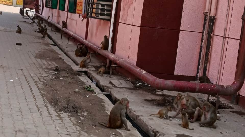 Hathras District Hospital Monkey Terror