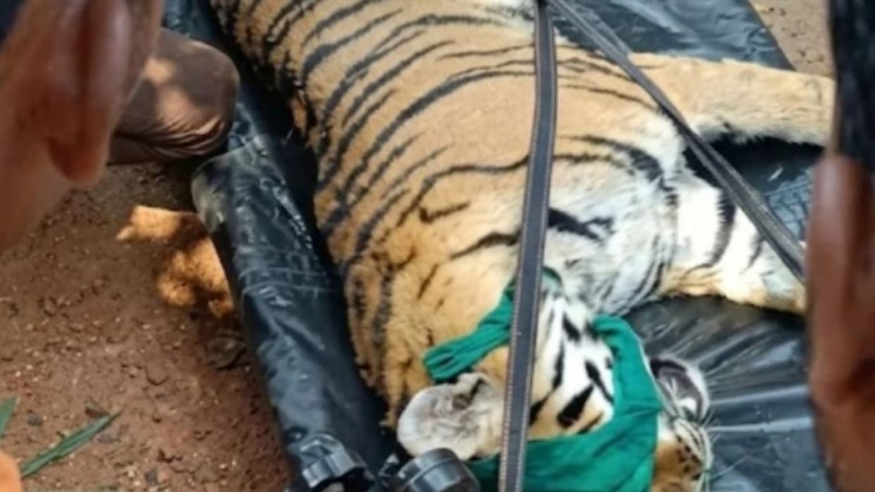 Mandla: Female Tiger Cub Dies of Suspected CDV Infection in Kanha, Toll Among Tigers Rises to Nine