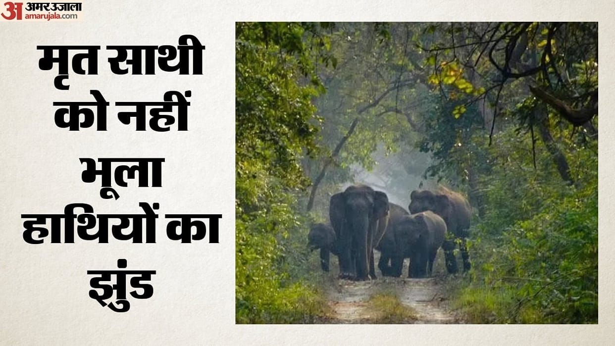 A Remarkable Bond: 25 Elephants Visit Dead Companion’s Burial Site as 30 More Arrive from Bandhavgarh