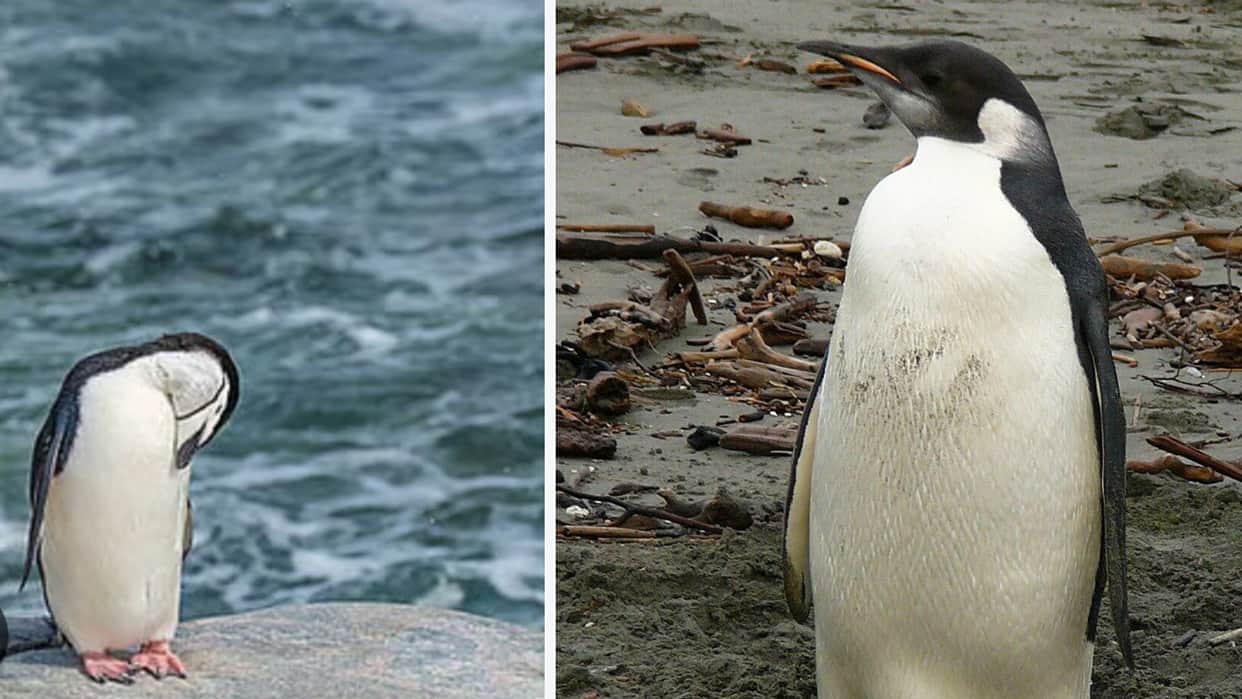 Climate Change: Penguin Poop Is Turning Antarctic Ice Green, Raising Melting Risks