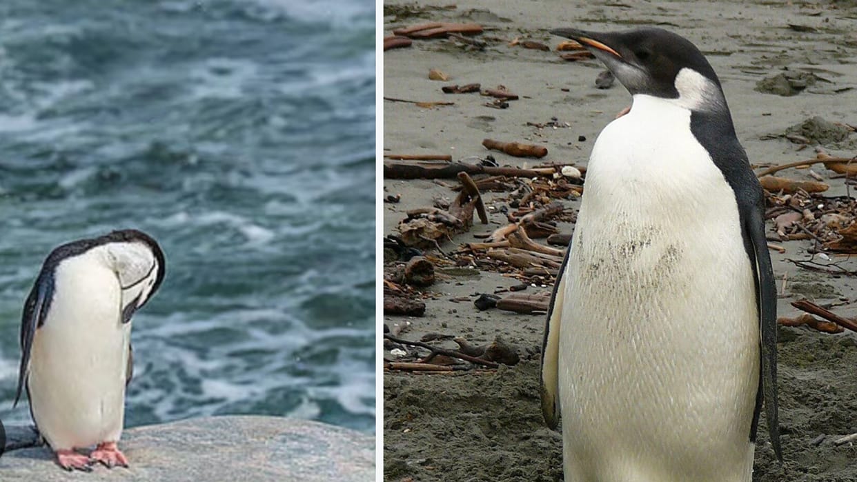 Climate Change: Penguin Poop Is Turning Antarctic Ice Green, Raising Melting Risks
