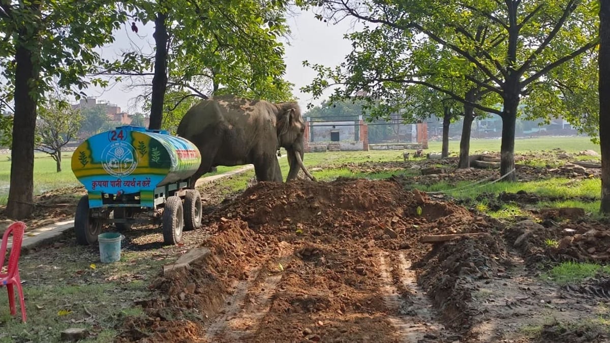 काबू में आया धनराज: लगे तीन इंजेक्शन, हथिनी को देखने के बाद बिदक गया था; महावत का ट्रॉमा सेंटर में चल रहा इलाज