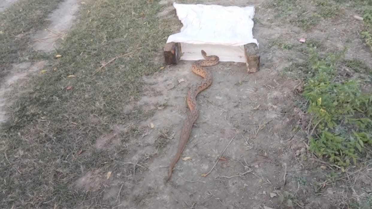 Russell viper snake was rescued in Palia Lakhimpur Kheri